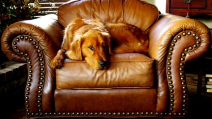 Helping a nervous dog feel safe: kind routines that build confidence