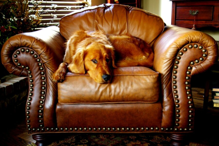 Nervous dog resting cozy living room
