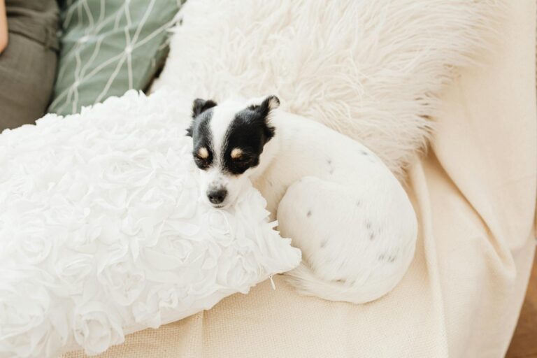 Nervous dog resting cozy living room