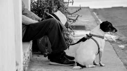 Helping a nervous dog feel safer: calm, kind strategies that work over time