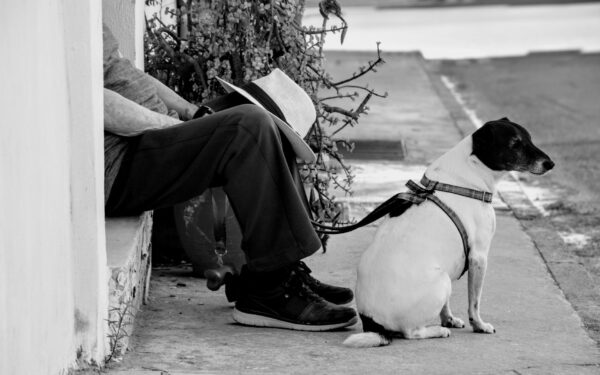 Helping a nervous dog feel safer: calm, kind strategies that work over time