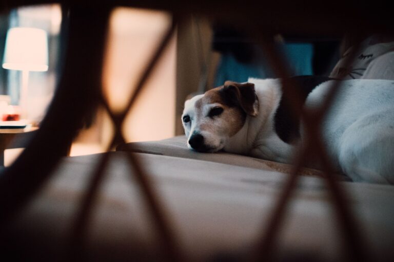 Dog relaxing cozy
