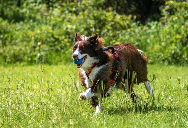 Border collie herding