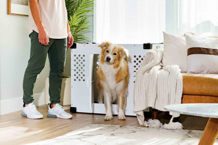 Family australian shepherd
