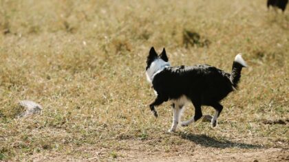 Herding dog breeds as family companions: traits, needs and life with a driven pup