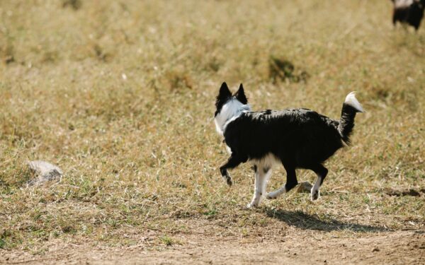 Herding dog breeds as family companions: traits, needs and life with a driven pup