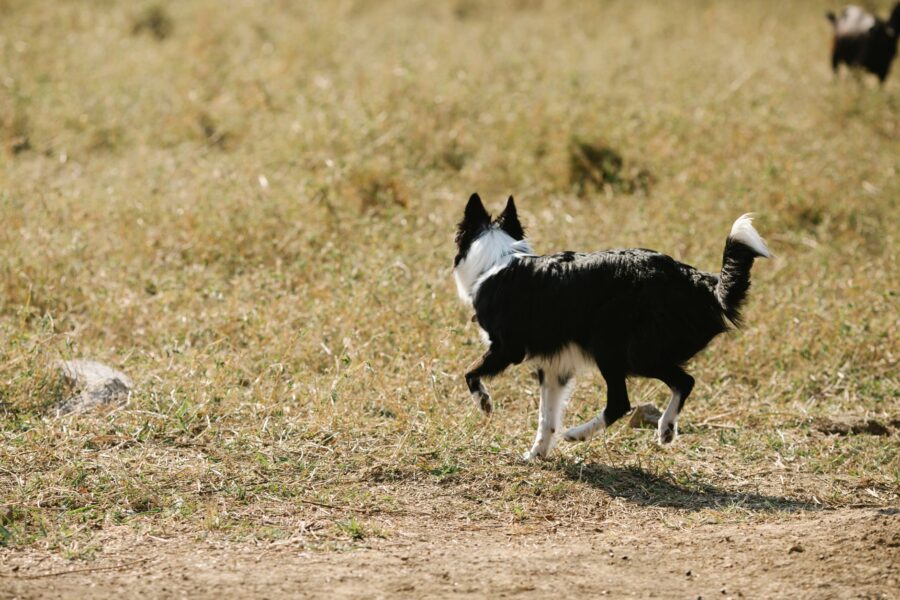 Border collie herding