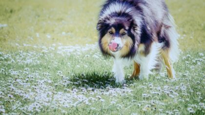 Herding dog breeds at home life: what to expect from Collies, Shepherds and Corgis