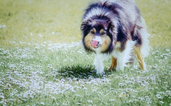 Herding dog breeds at home life: what to expect from Collies, Shepherds and Corgis