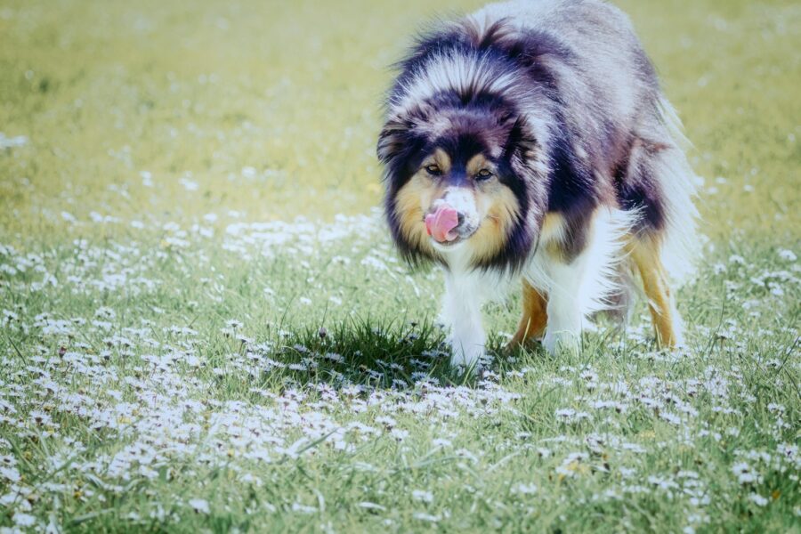 Border collie running