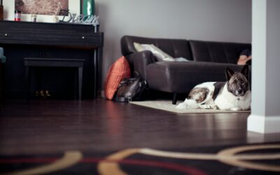Home comfort for dogs: setting up a calm and safe space in every room