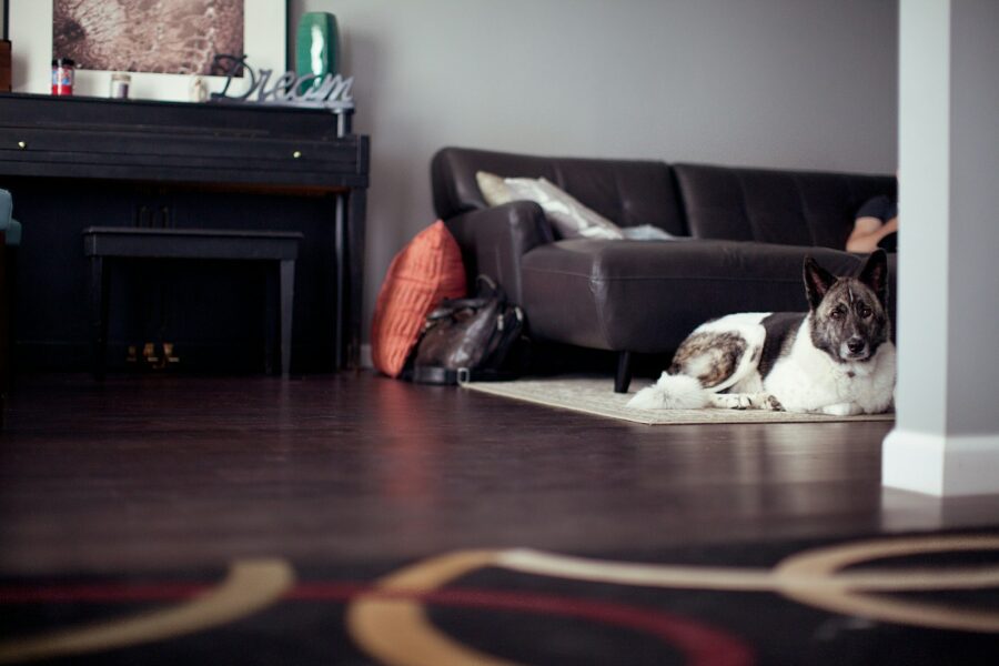 Relaxed dog lying