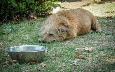 Hot weather dog safety guide: keeping your dog cool, hydrated and safe