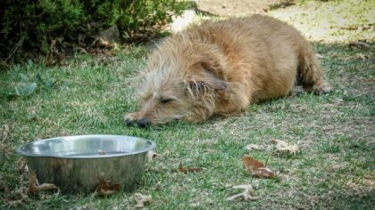 Hot weather dog safety guide: keeping your dog cool, hydrated and safe