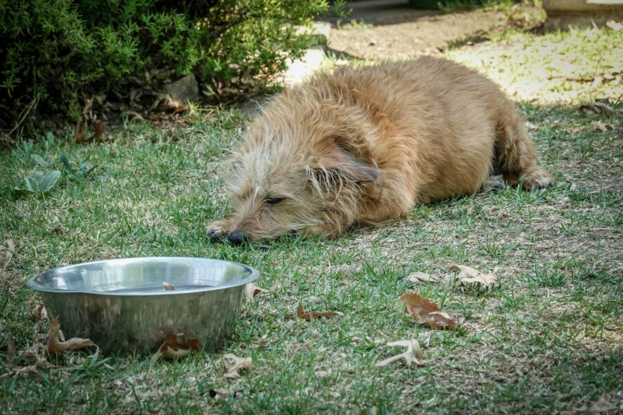 Dog summer shade grass water bowl