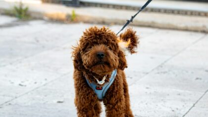 How to choose and use a dog harness that keeps walks safer and more comfortable