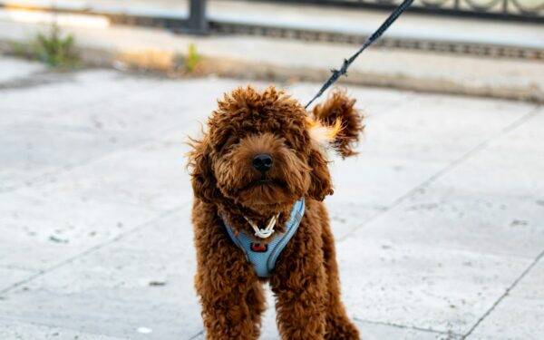 How to choose and use a dog harness that keeps walks safer and more comfortable