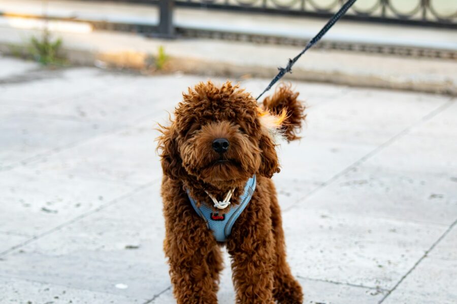 Medium dog wearing