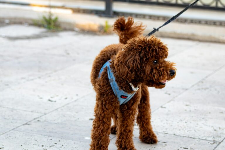 Medium dog wearing