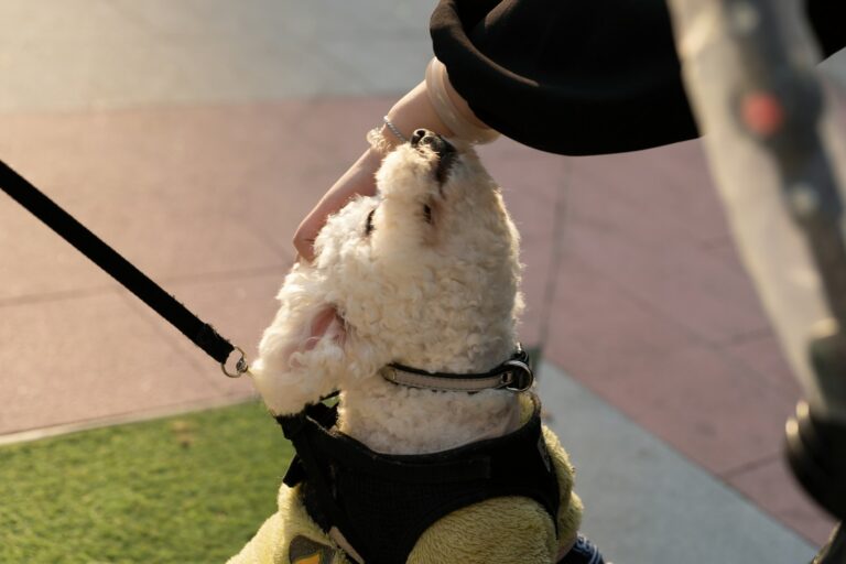 Dog owner adjusting