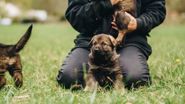 Person choosing dog