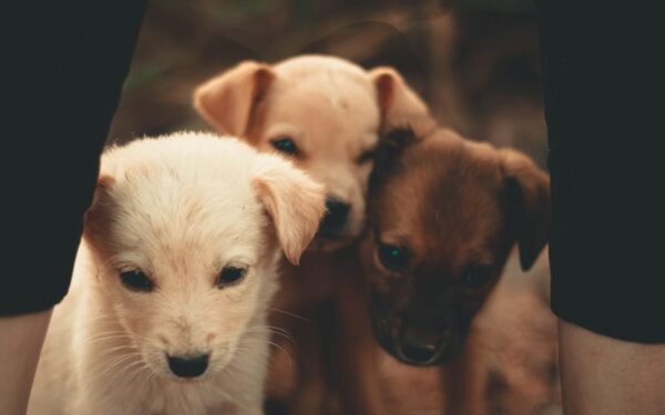 How to compare dog breeds and choose the right dog for your life