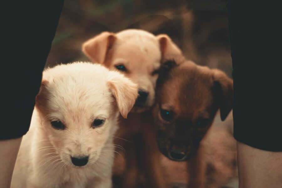 Person choosing dog