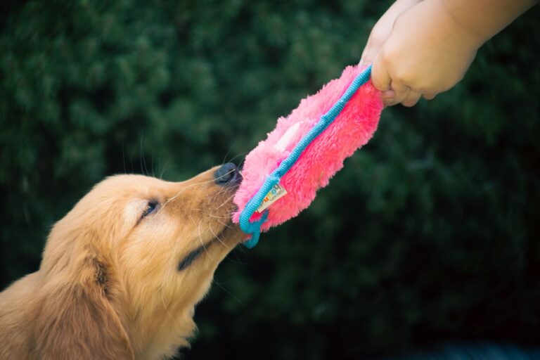 Puppy playing tug