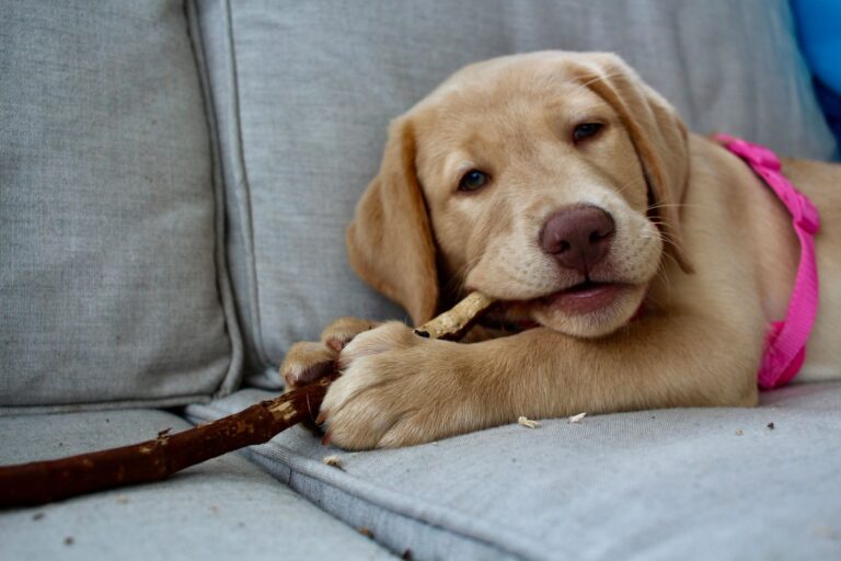 Golden retriever puppy
