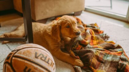 How to handle puppy biting in a kind, practical way