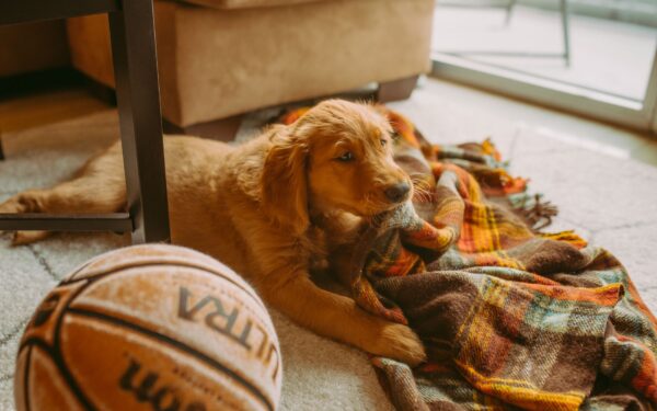 How to handle puppy biting in a kind, practical way