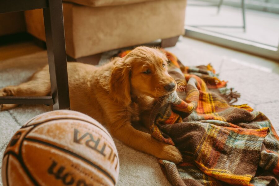 Golden retriever puppy