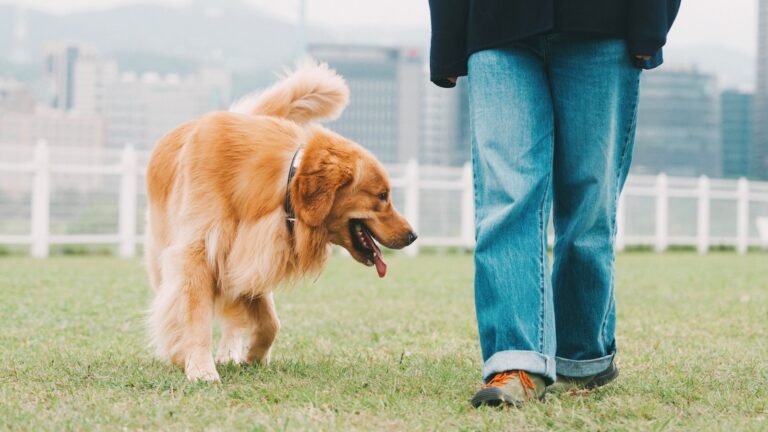 Dog walking park