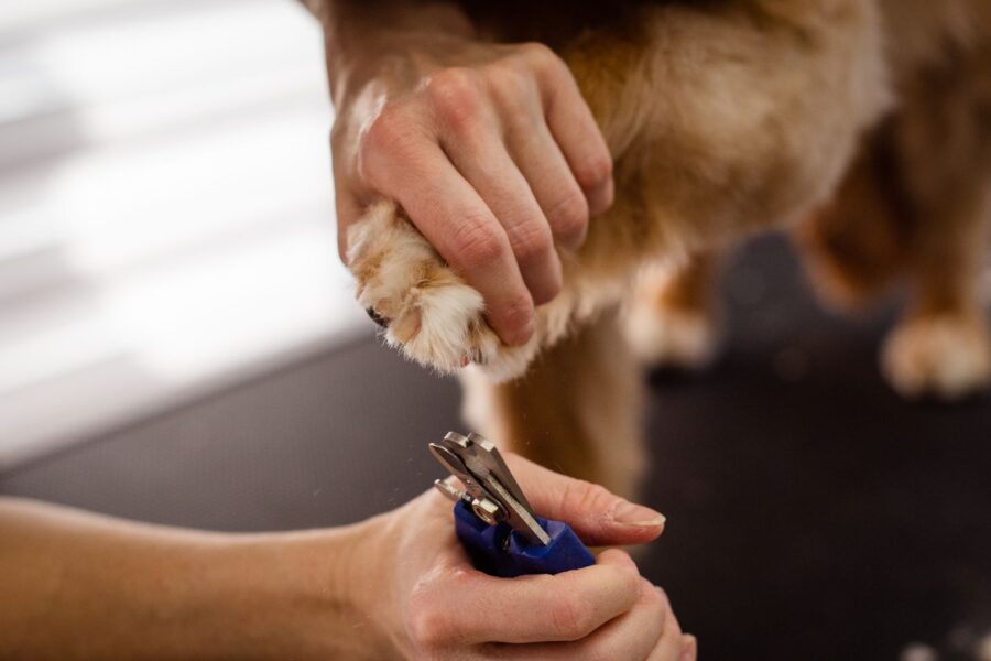 Dog nail trimming