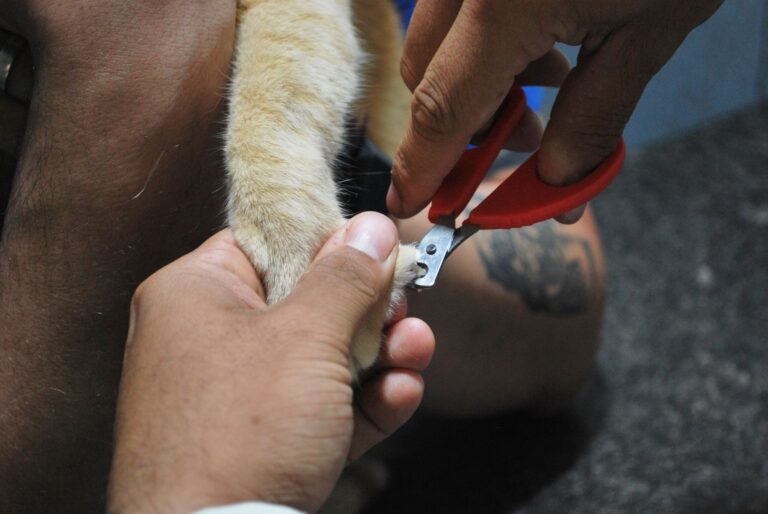 Dog nail trimming