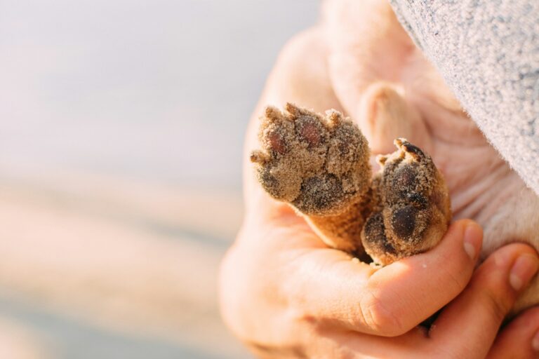 Dog paw grinder