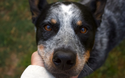 How to look after your dog’s eyes at home without missing early problems