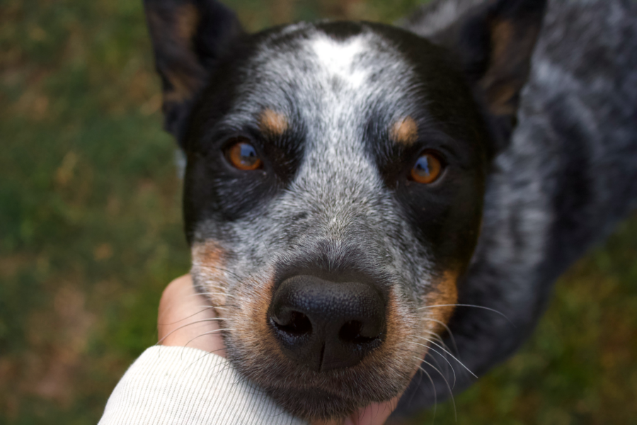 Dog close bright