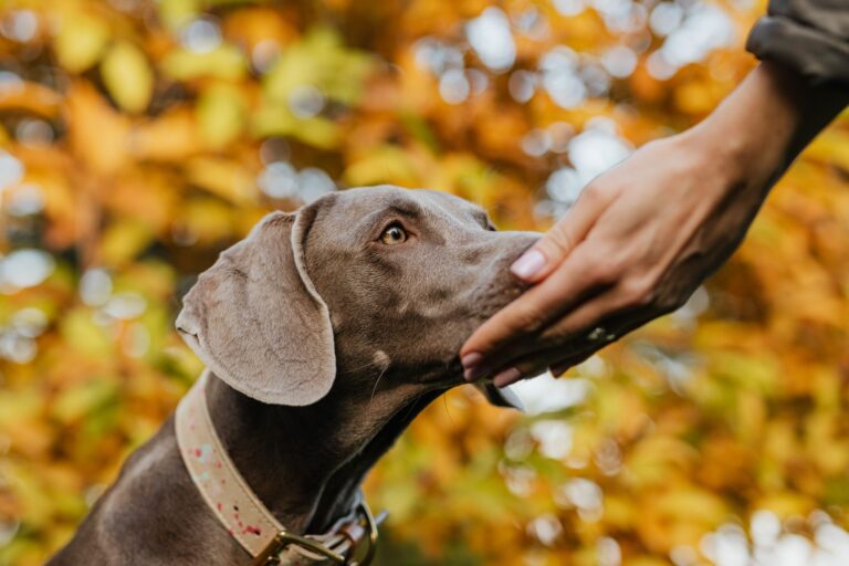 Dog close bright