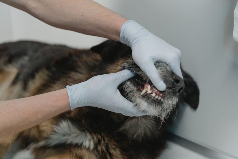 Vet examining dog