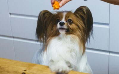How to manage dog treats without harming your pet’s health