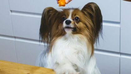 How to manage dog treats without harming your pet’s health