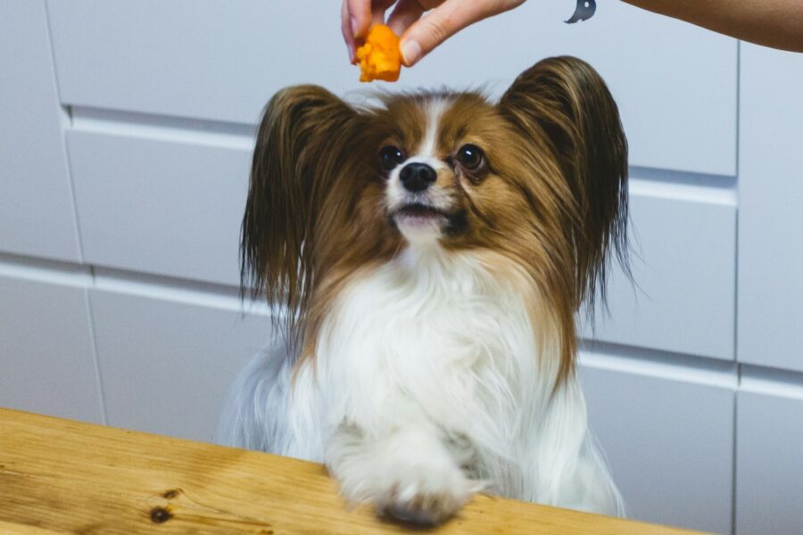 Dog receiving treat