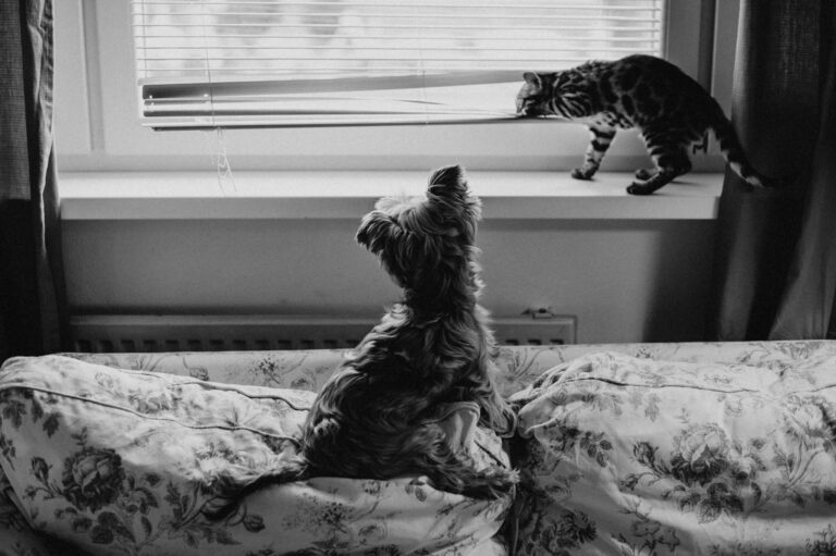Dog barking window