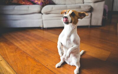 How to manage nuisance barking with kind, consistent training