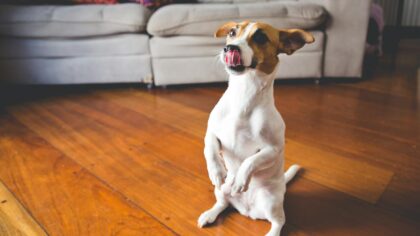 How to manage nuisance barking with kind, consistent training