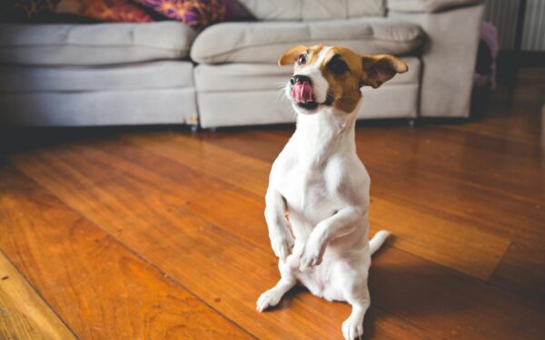 How to manage nuisance barking with kind, consistent training
