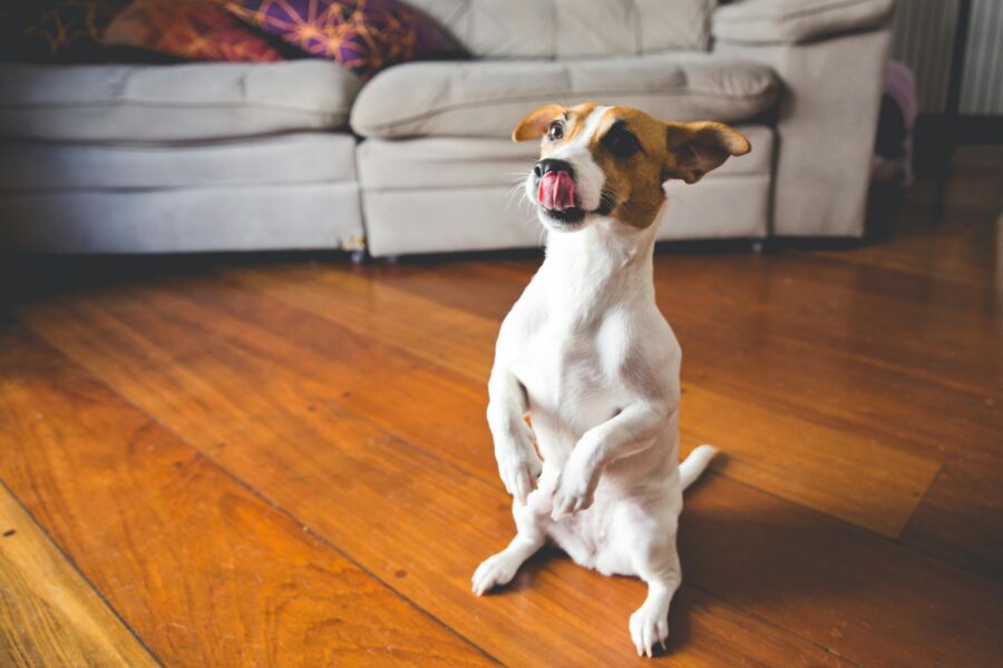 Dog barking window