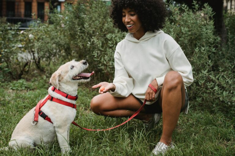 Dog owner training