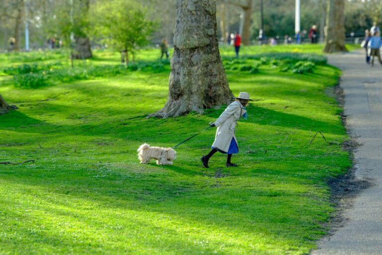 Dog walking outside